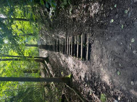       Stairway in a forest leading up a hill.
  