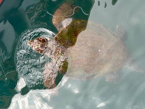       A turtle swimming near the water's surface.
  