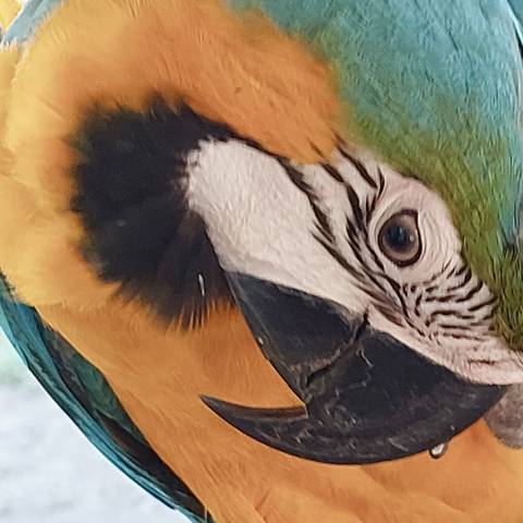       Close-up of a colorful macaw's eye.
  