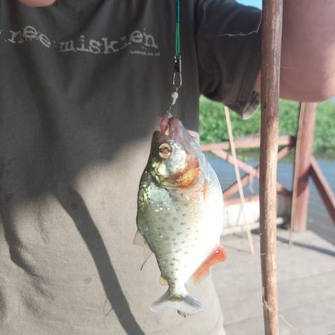       Person holding a caught fish on a line.
  