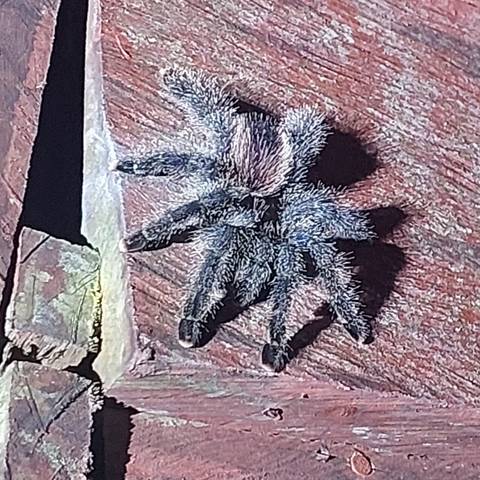       Close-up of a tarantula on a wooden surface.
  