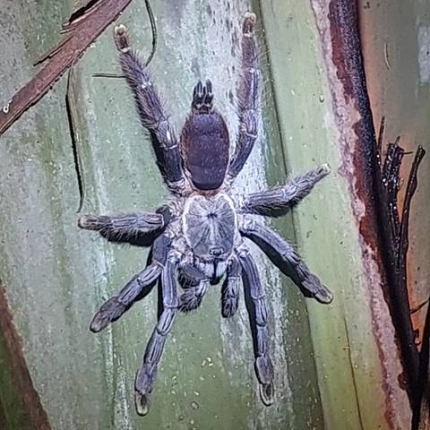 Close-up of a spider on a green surface.