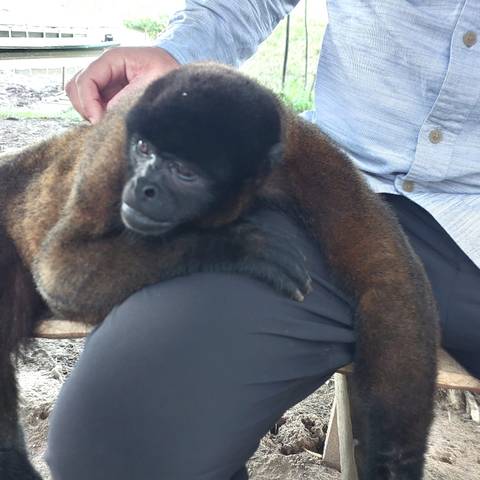 Person holding a monkey.
