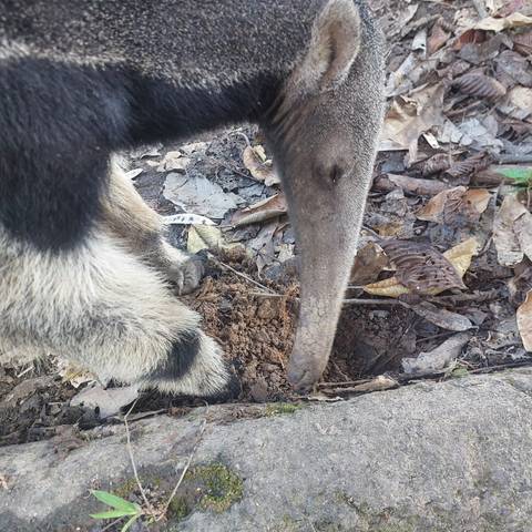       Anteater digging in the dirt.
  