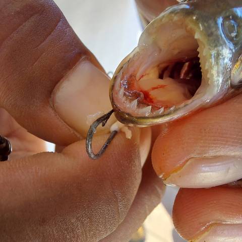       Hands holding a fish with a hook.
  