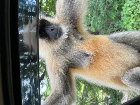 Close-up of a langur looking into a camera.