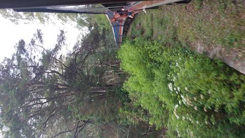 Scenic view from a moving train through lush greenery.