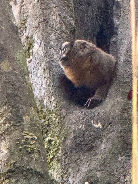 Close-up of an animal inside a tree hole.