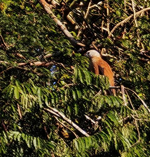 Bird perched on a leafy branch.