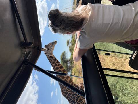 A person observing a giraffe from a vehicle in a safari setting.