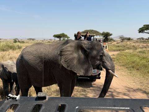 Elephants passing by safari vehicles with onlookers taking photos.