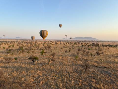 Hot air balloons rising over the savanna during sunrise.