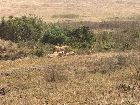 Group of lions resting in a natural habitat.