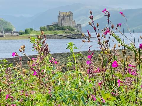Vibrant flowers with a castle in the background.