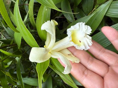 White orchid flower held by a hand.