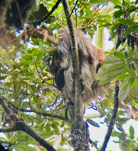 Sloth hanging from a tree in a lush forest.