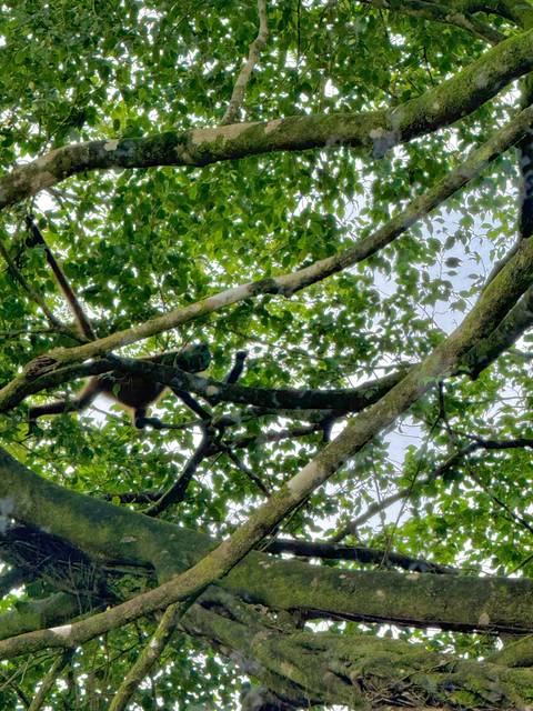      Monkey on a tree branch in dense foliage.
  