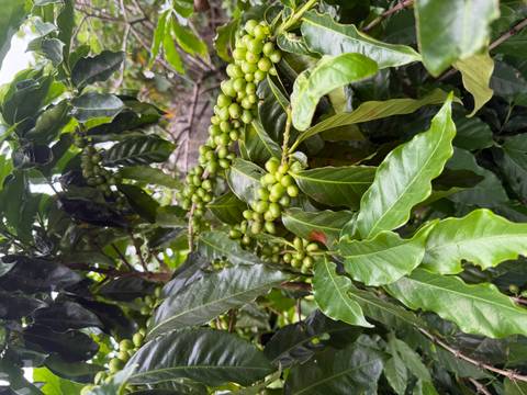       Coffee plant with unripe green coffee cherries.
  