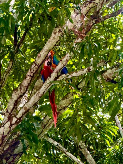 Colorful parrot perched on a tree branch.