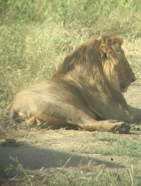       Photo d'avis client sur Safari d'aventure de 4 jours dans le Tarangire, le Serengeti et le Ngorongoro 
  