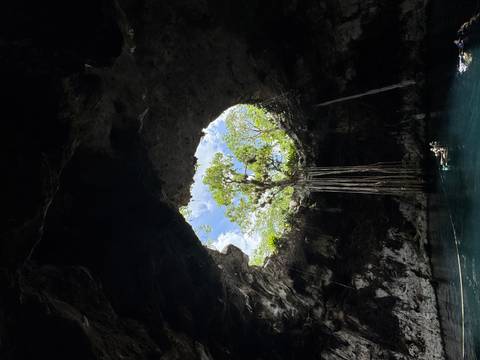 Tree growing through a natural opening in a cenote.