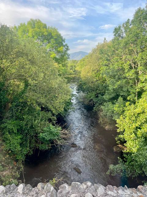 Small stream surrounded by dense green foliage.