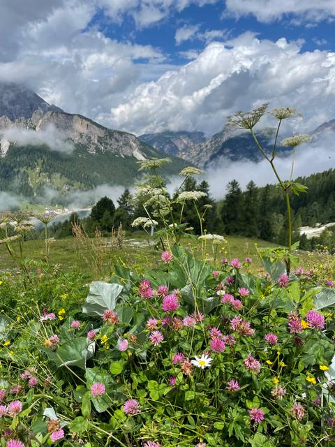 Wildflowers in foreground with impressive mountain views.