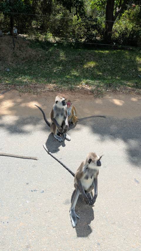 Monkeys sitting on a road under the shade of trees.