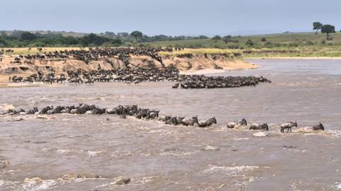       Wildebeest crossing a river during migration.
  