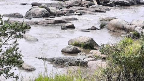       Crocodile near a rocky riverbank.
  