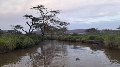 A river surrounded by trees, with a partially visible hippopotamus.