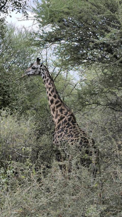      Giraffe in a forested area.
  