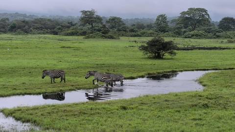 Zebras crossing a shallow river.