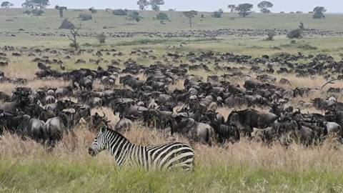 A large herd of wildebeest and a zebra in a field.