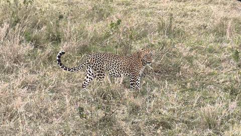 Leopard standing in tall grass.