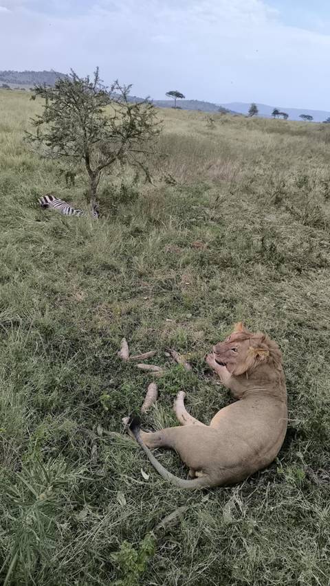 Lion lying in the grass facing a zebra.