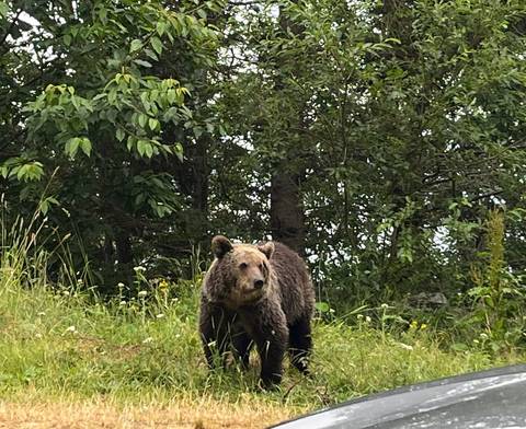       A bear in a forest clearing.
  