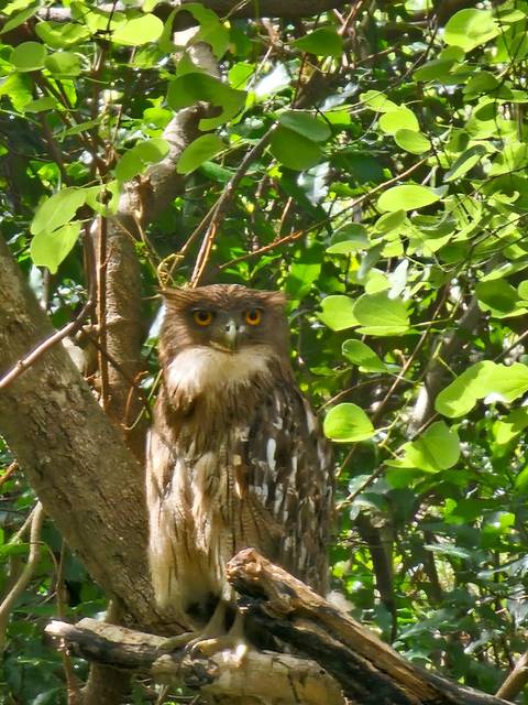       An owl perched on a branch.
  
