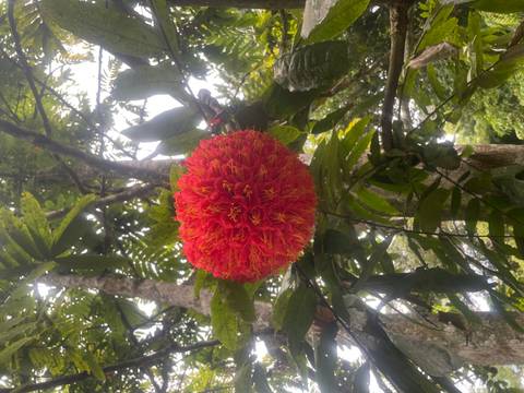 Bright red flower in a forest setting.