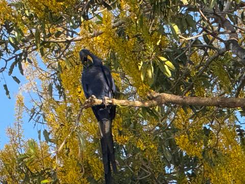      Blue parrot perched on a branch with yellow blossoms.
  