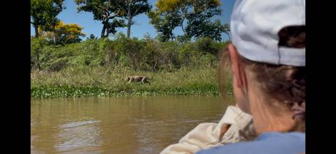       Person observing a jaguar from a boat on a river.
  