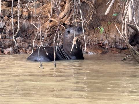       Otter in water near tree roots.
  