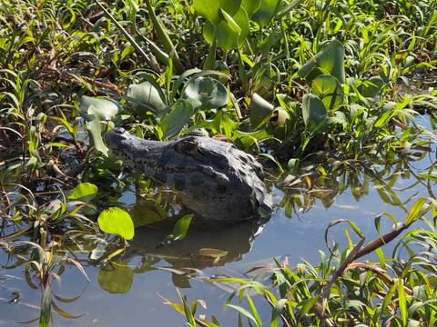       Crocodile partially submerged in water.
  