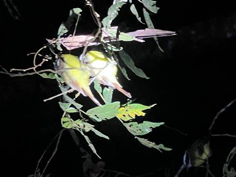       Two birds on a branch at night with a flashlight illuminating them.
  