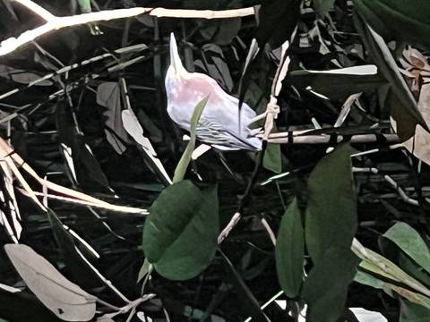 Bird perched on a branch in the darkness, lit by a flashlight.