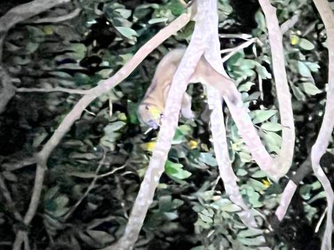       Animal in a tree at night illuminated by artificial light.
  