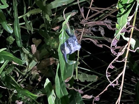       Bird sitting on a branch surrounded by green leaves.
  