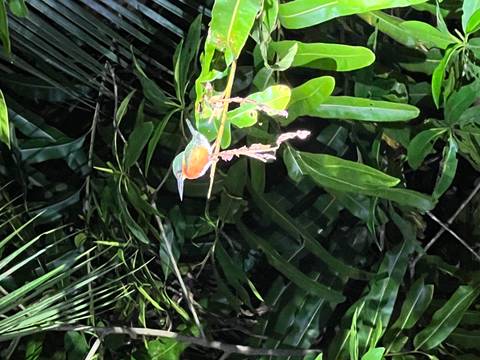       Colorful bird perched on a branch with leaves around it.
  