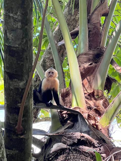       Monkey sitting in a tree with large leaves and a bright setting.
  