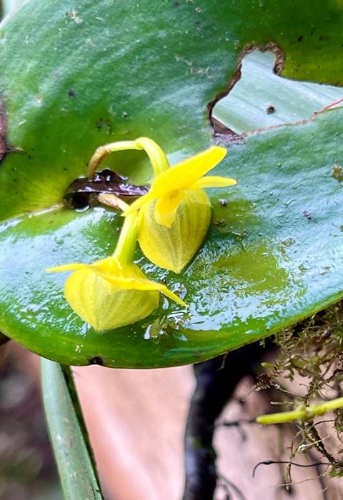       Close-up of two yellow flowers on a green leaf.
  